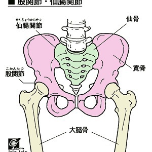 骨盤について