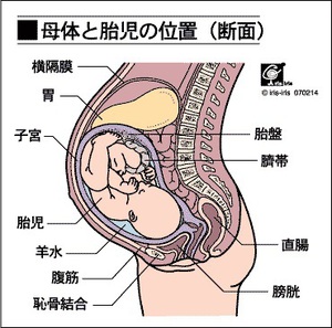 emb_fetus.jpgのサムネイル画像